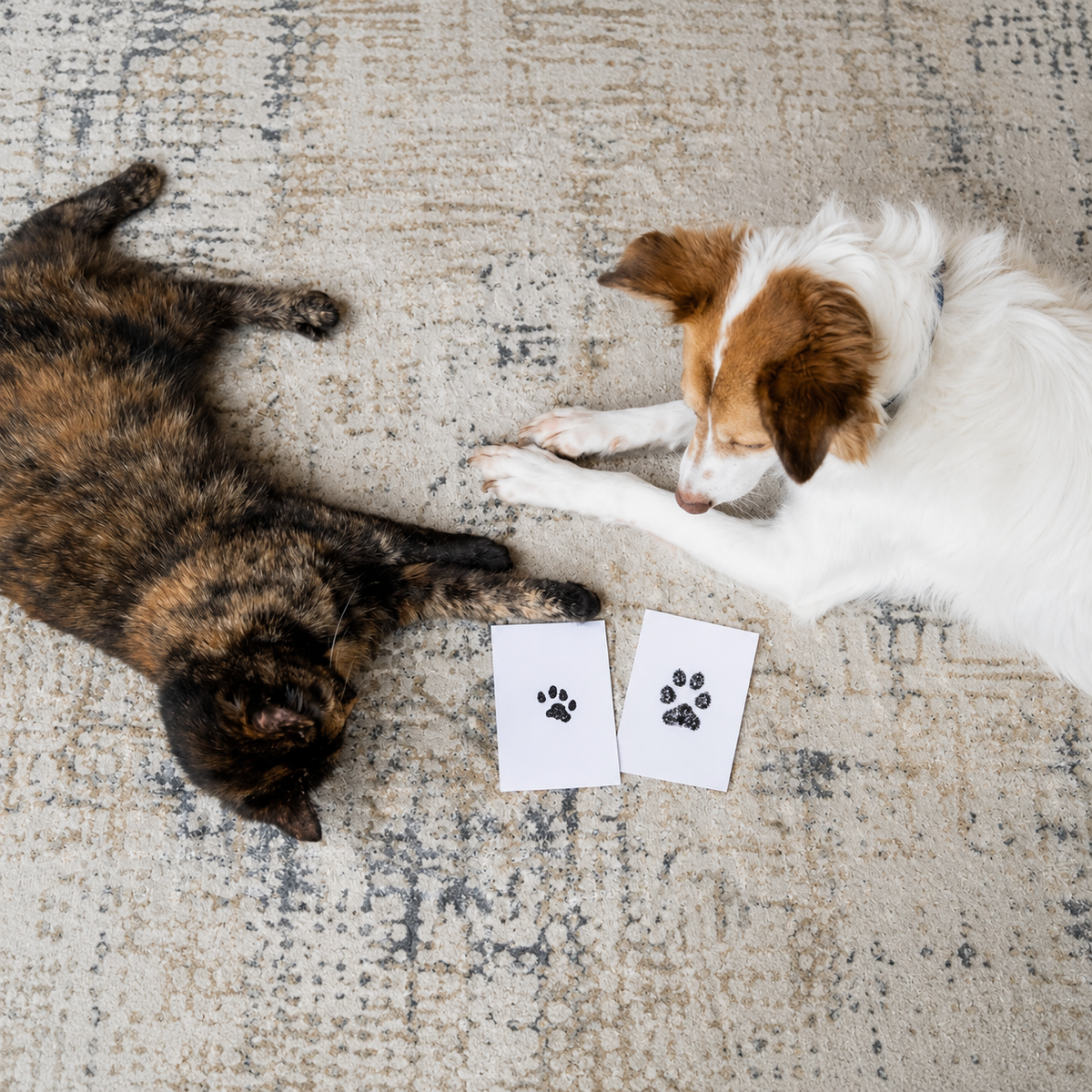 Corus® Inkless Paw Print Kit